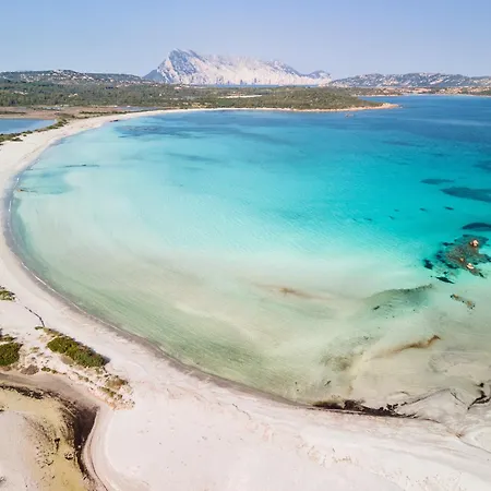 Ginepro San Teodoro (Sardinia)