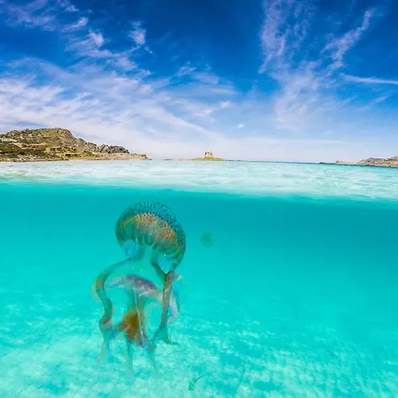 Ginepro San Teodoro (Sardinia)