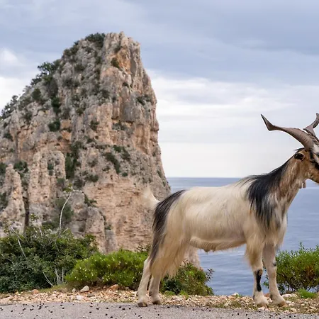 Ginepro * San Teodoro (Sardinia)